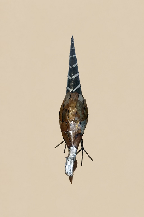 Foraging Pheasant viewed from above, showing overlapping metal plates and its long tapering tail.