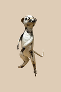 Pale recycled-metal meerkat standing upright with its forepaws raised, viewed from the front at an angle.